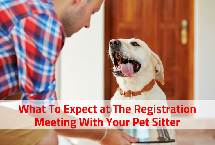 The Cost Of A Pet Sitter PDFs